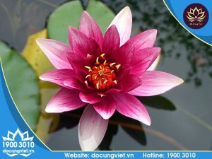 Lễ vật cúng 35 ngày