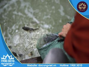 Văn Khấn Phóng Sinh Đơn Giản